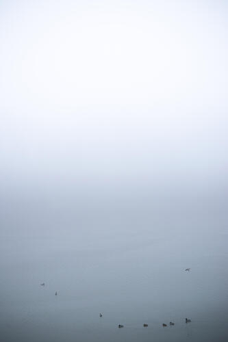 Ducks in the fog